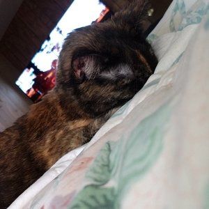 **DAY SLEEPER** See Inside For Details